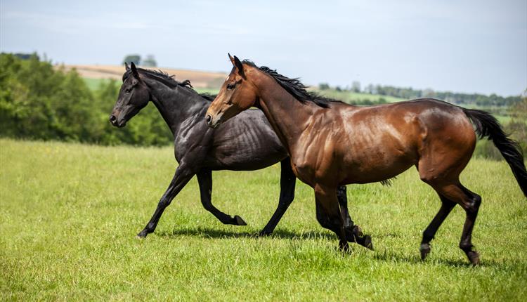 National Racehorse Week