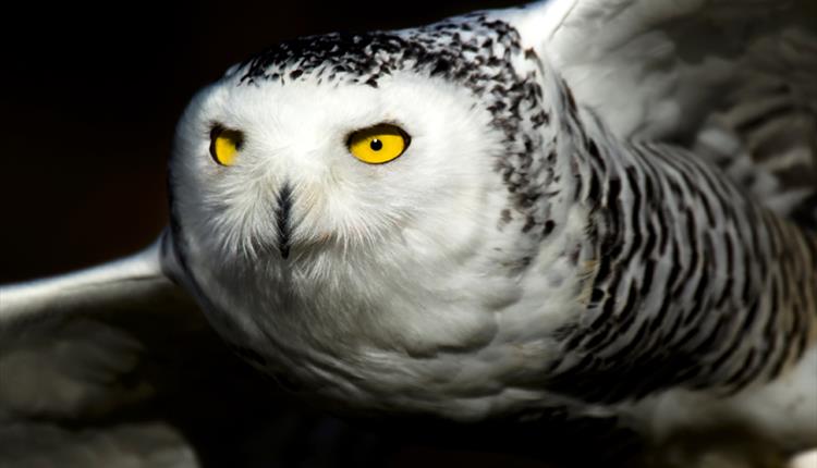 Owls by Moonlight at Christmas