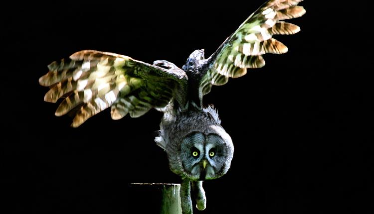 Owls by Moonlight at Christmas