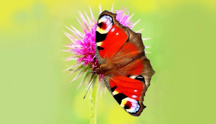 Iford Manor Butterfly Day