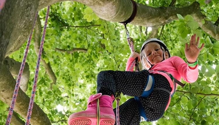 Big Tree Climb organised by The Great Big Tree Climbing Company