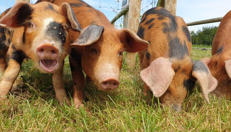 Cholderton Rare Breeds Farm - Pigs