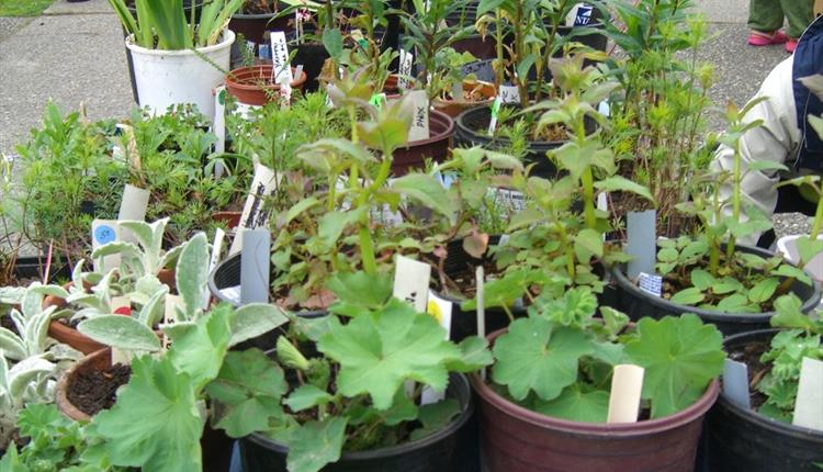 Plant Sale