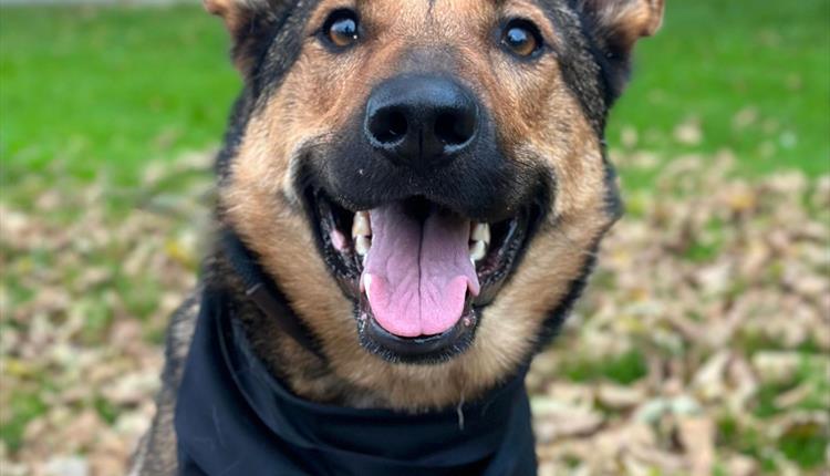 Charity Dog Walk for W.A.G.S at The White Horse Inn