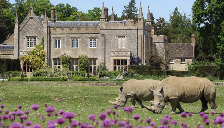 Rhinos on the lawn at Cotswold Wildlife Park