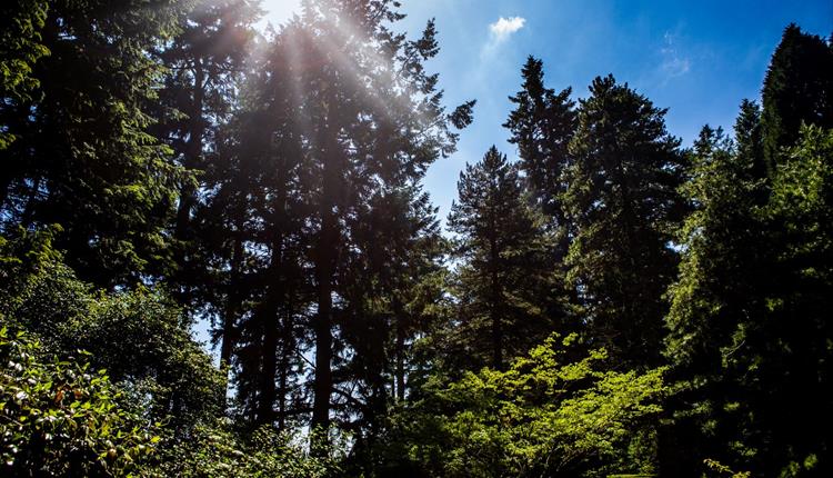 Tree Care Forum