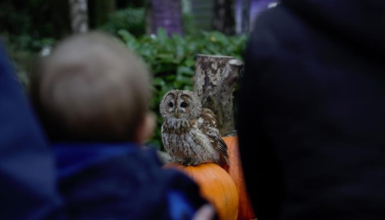 Spooky Owl Week