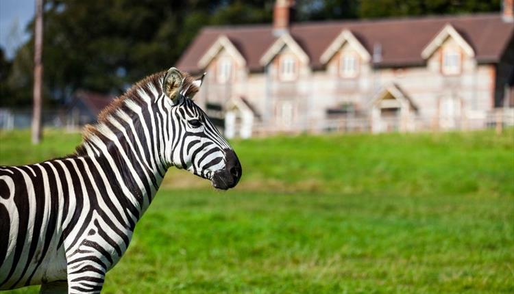 Zebra outside longleat accommodation