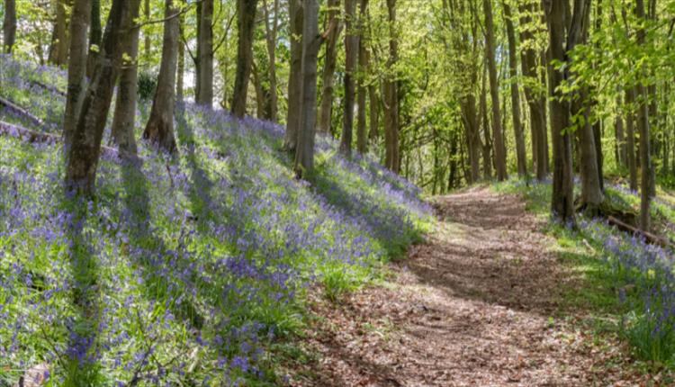 Walks & Talks Guided Tours