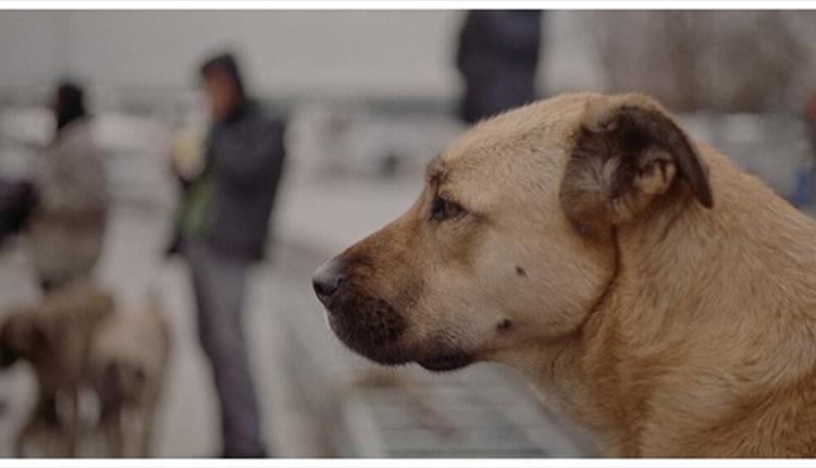 Film at the Town Hall- Stray