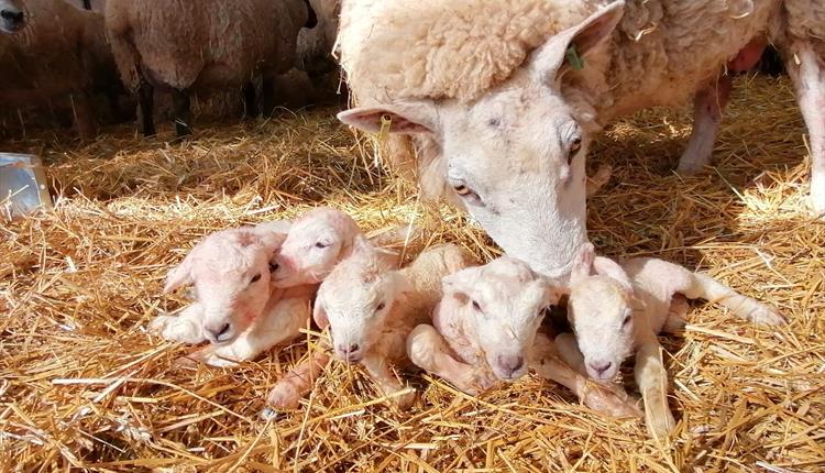 Lambing at Roves Farm