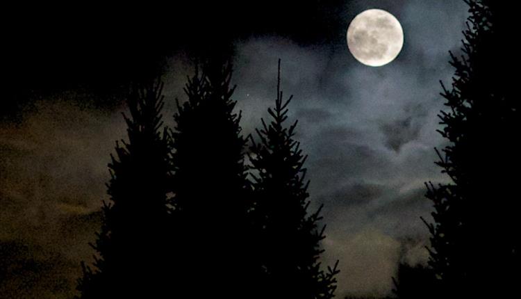Halloween Murder Mystery at Lydiard Park Hotel