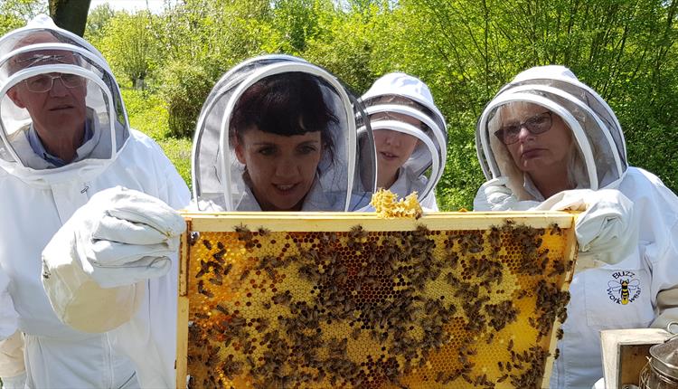 Beekeeping Experience