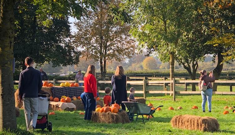 Harvest on the Farm