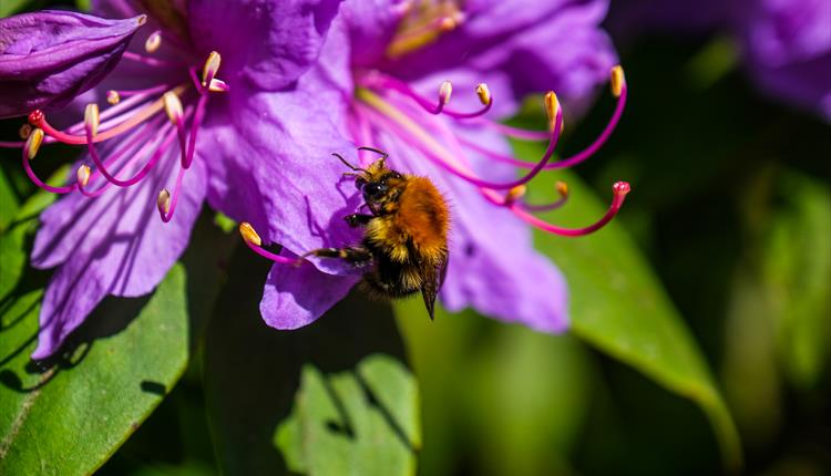 Wild About Bees - discovery day at Westonbirt