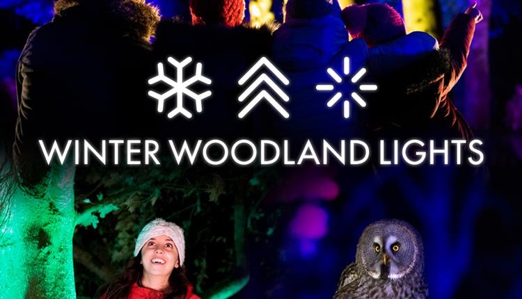 Winter Woodland Lights