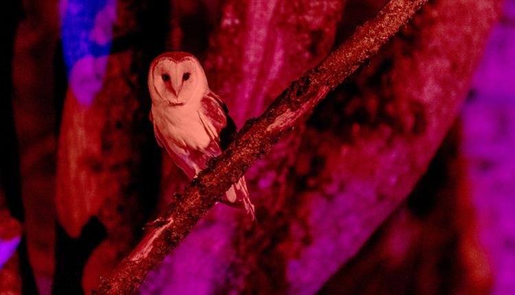 Winter Woodland Lights credit John Kent