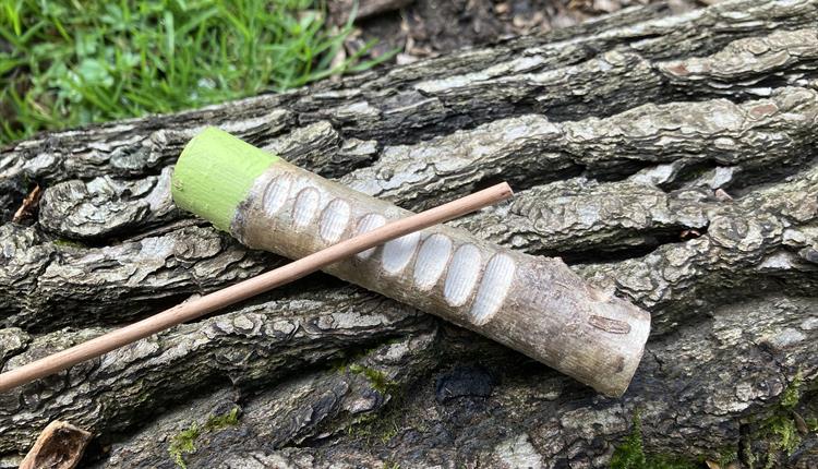 Woodland Orchestra – family event at Westonbirt