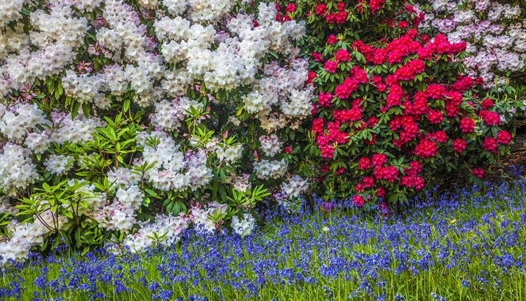 Bowood Garden Tours