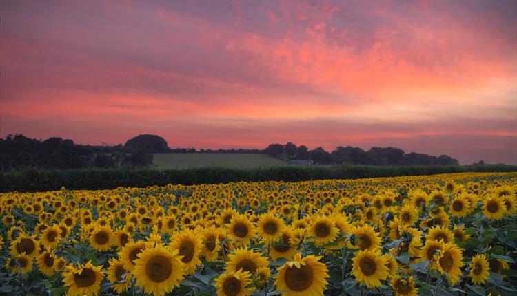 Salisbury Sunflowers