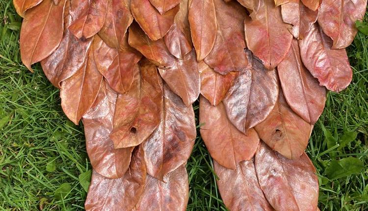 Autumn Leaf Wings