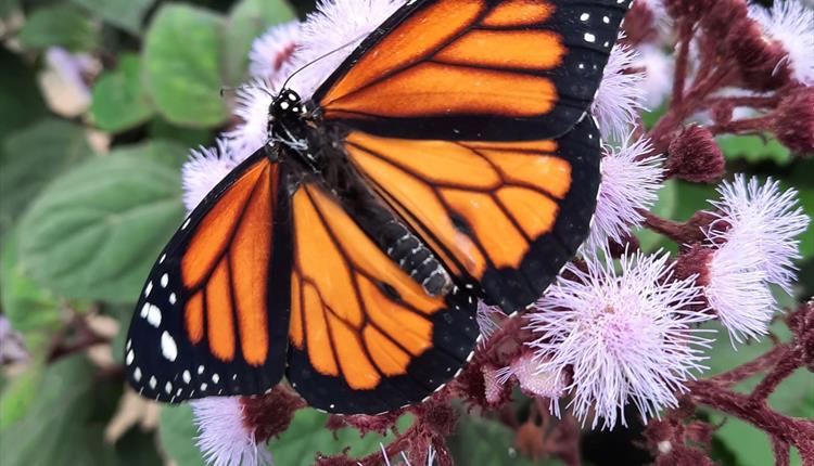 Orange butterfly on pink flowers