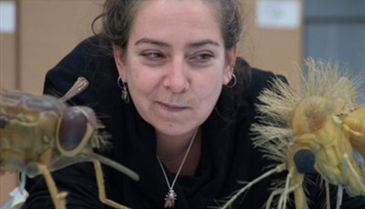 The Inside Out of Flies: Talk by Erica McAlister
