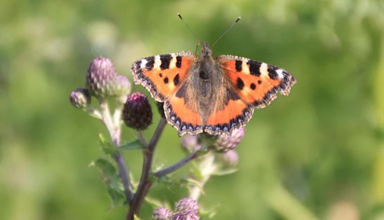 Spring Butterfly Walk in Chase Woods