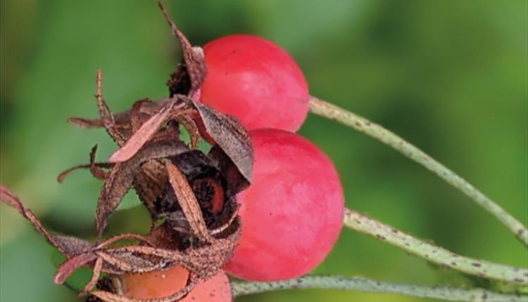 Seasonal Wreath Making Workshop