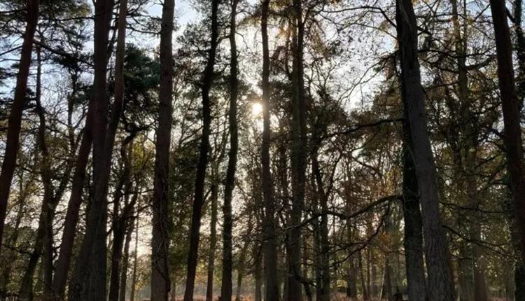 Walk: Archaeology of the New Forest