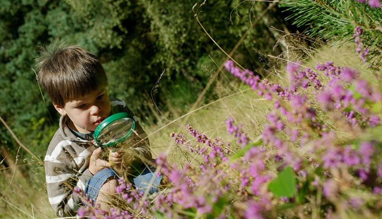 Half Term Family Activity - Minibeast Safari
