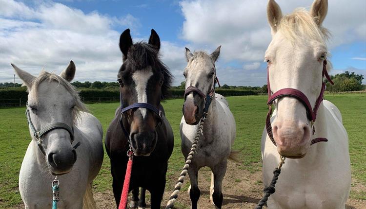 Rein and Shine Pony Days and Pony Camps