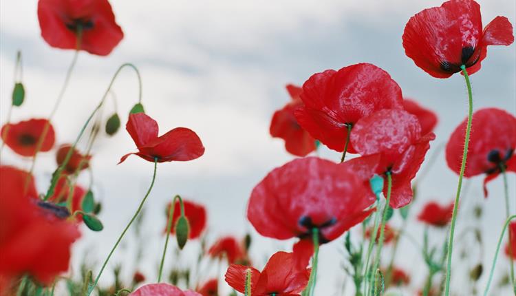 Poppies