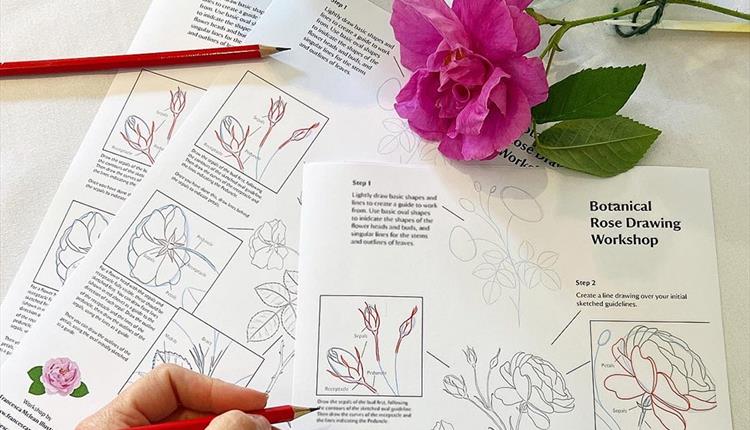 Botanical Rose Drawing