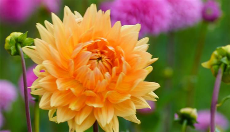 Dahlias at Stonehenge