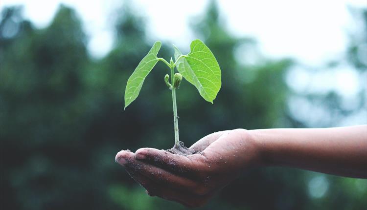 Global Warming and the Impact on the Gardening Year