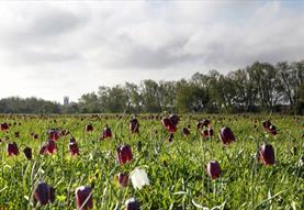 Cricklade North Meadow (National Nature Reserve)