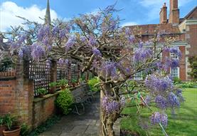 Close Consort music in the garden