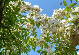 Festival of Blossom: flower crown making