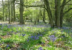 Forest bathing