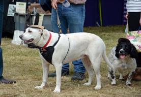 Spectacular Barford Village Fete Goes to the Dogs!