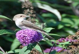 Open Gardens in Barford St Martin