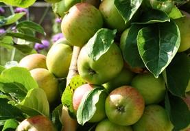 Heritage Apple Day at Lydiard Park