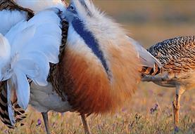 RSPB: A Victorian Birder's Wiltshire