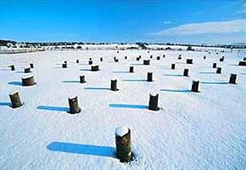 Woodhenge, Amesbury