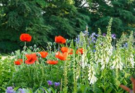 Altons and Honeystreet Open Gardens Festival
