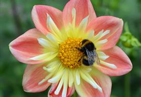 Barford St Martin 'Open Gardens'