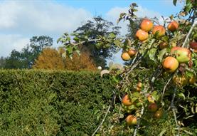 Apple celebrations