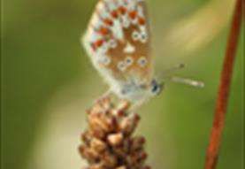 Biodiversity Breakfast