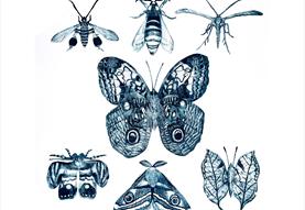 The Ethical Entomologist